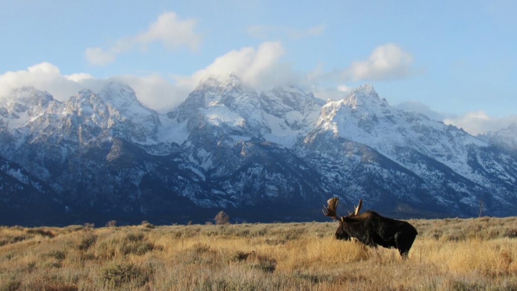 Moose in Grand Tetons, wildlife in National Parks, wildlife viewing for kids in Grand Teton National Park